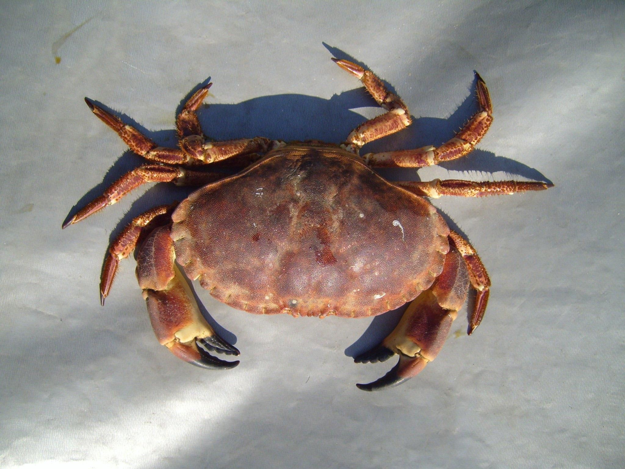 Crab legs