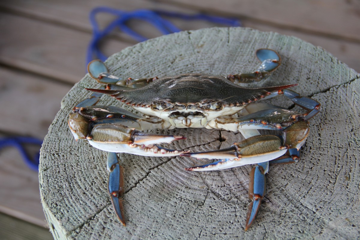 Crab Pincers