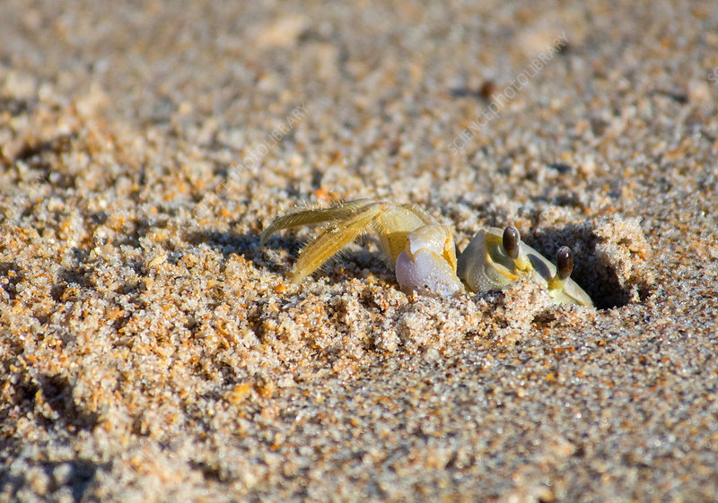crab molting