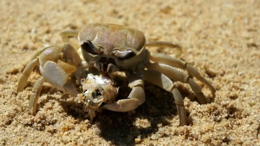 crab hunting