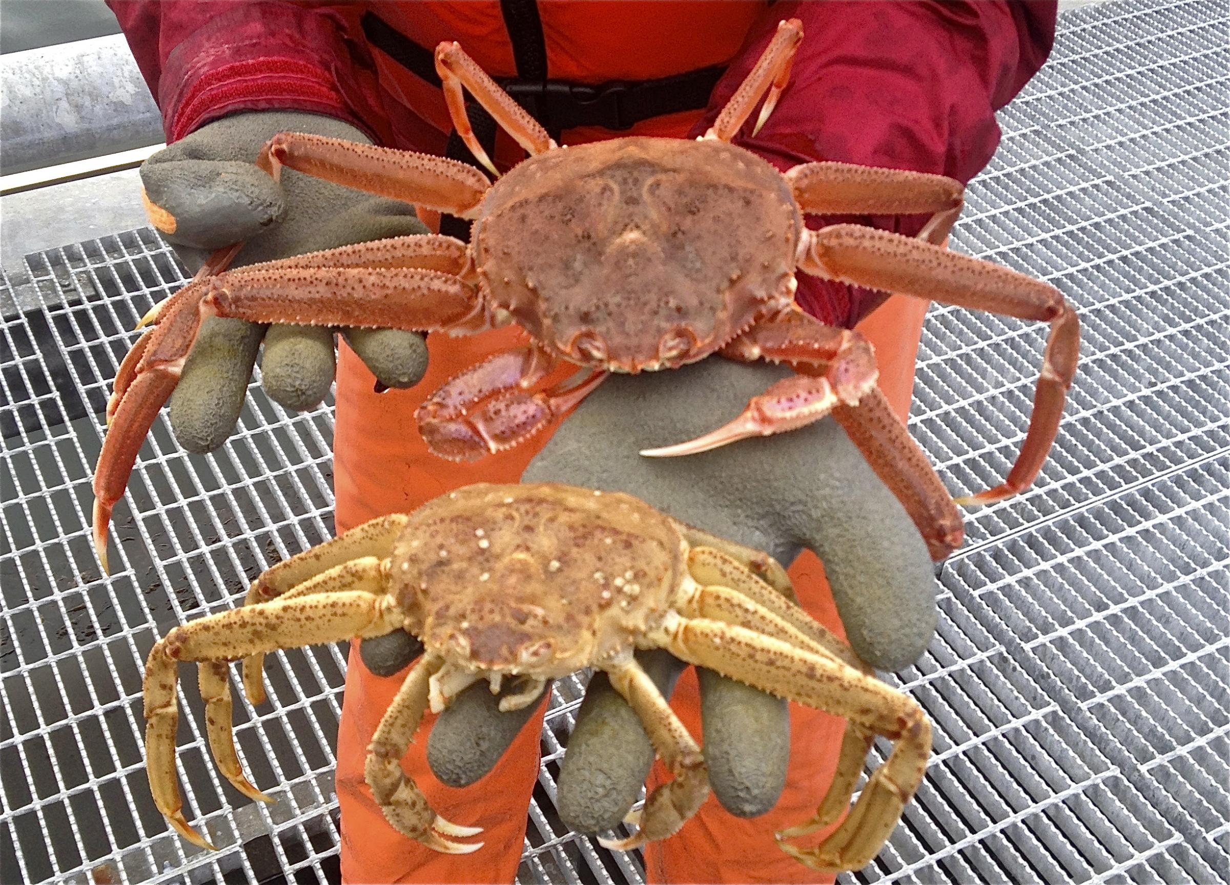 Molting Crabs