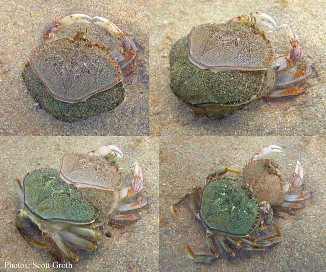 crab molting